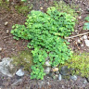 Meet your Posher, Simone